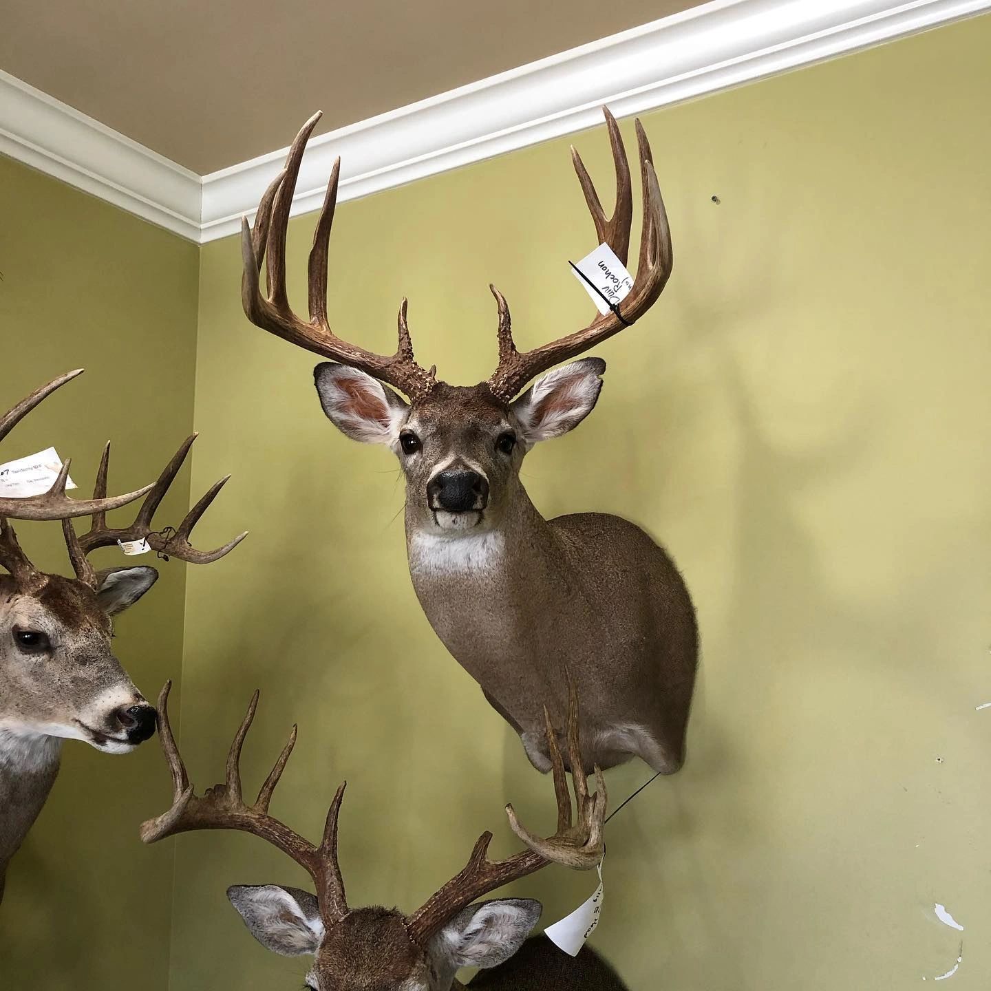 European skull mount finished by MC Taxidermy near Lafayette, Louisiana