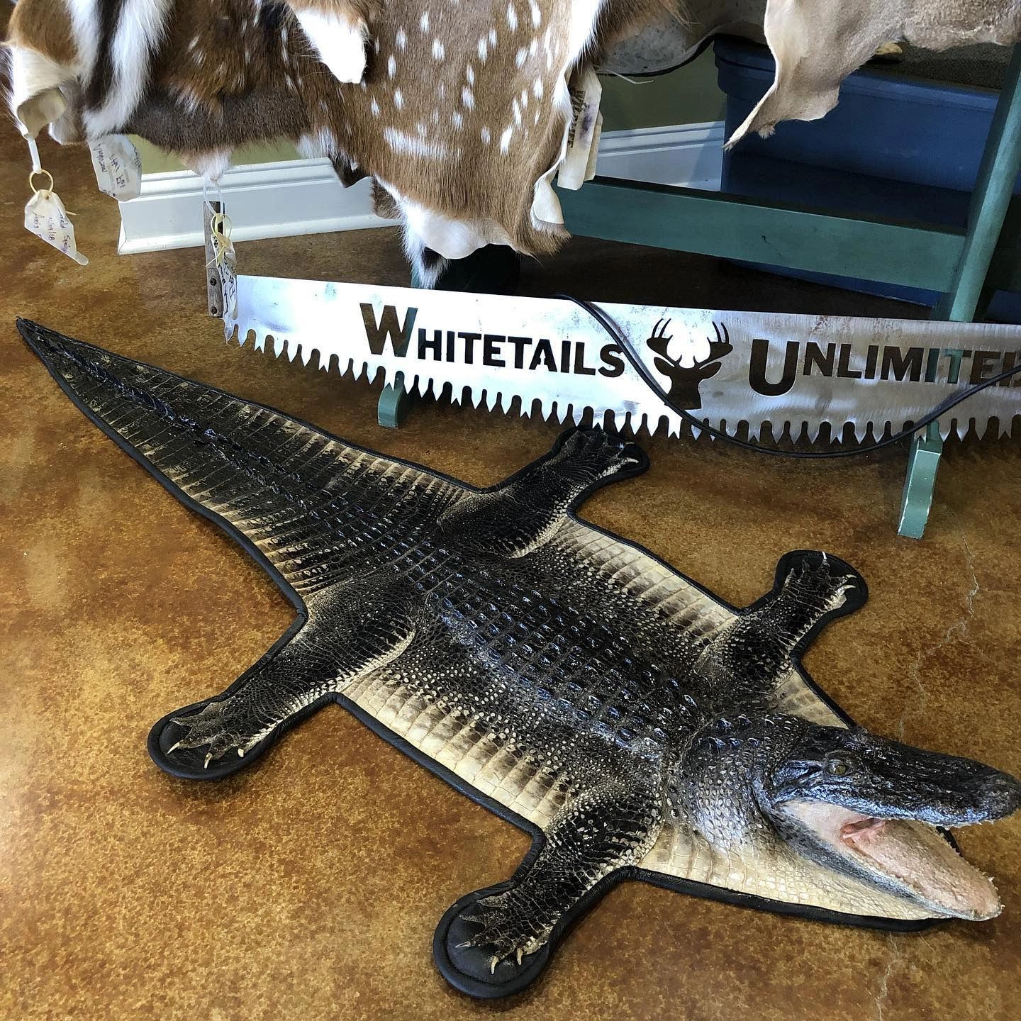 Duck taxidermy mount — bird mounting services at MC Taxidermy near Lafayette LA