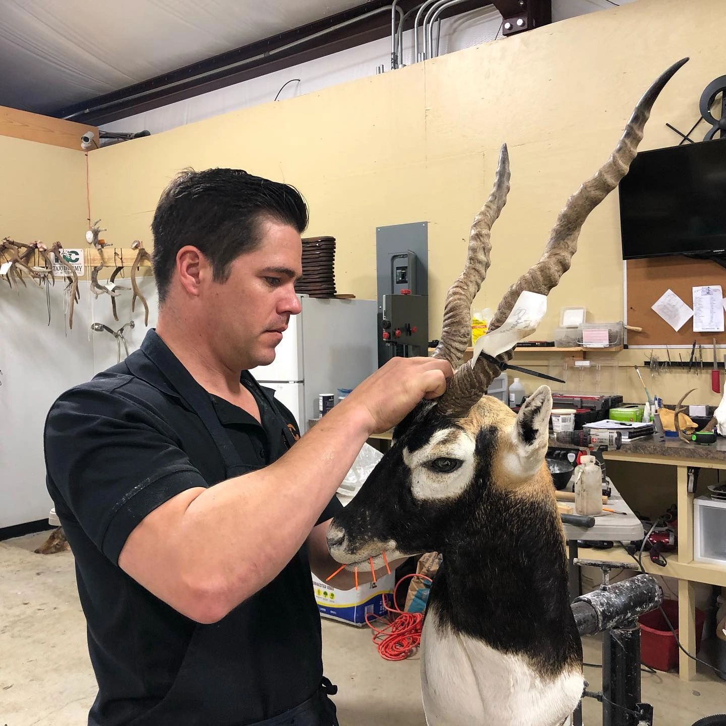 Deer processing and taxidermy display — MC Taxidermy studio in Carencro, Louisiana