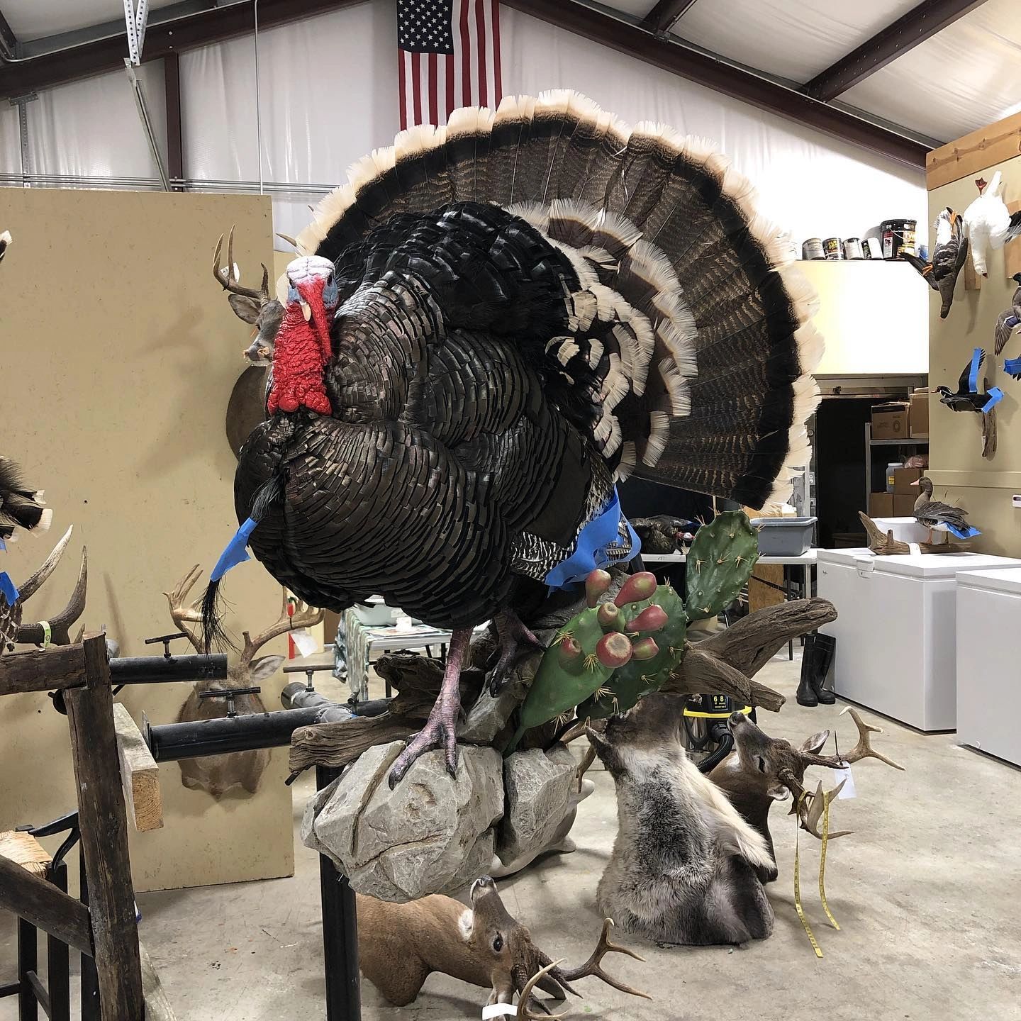 Whitetail buck shoulder mount — professional taxidermy by MC Taxidermy, Acadiana