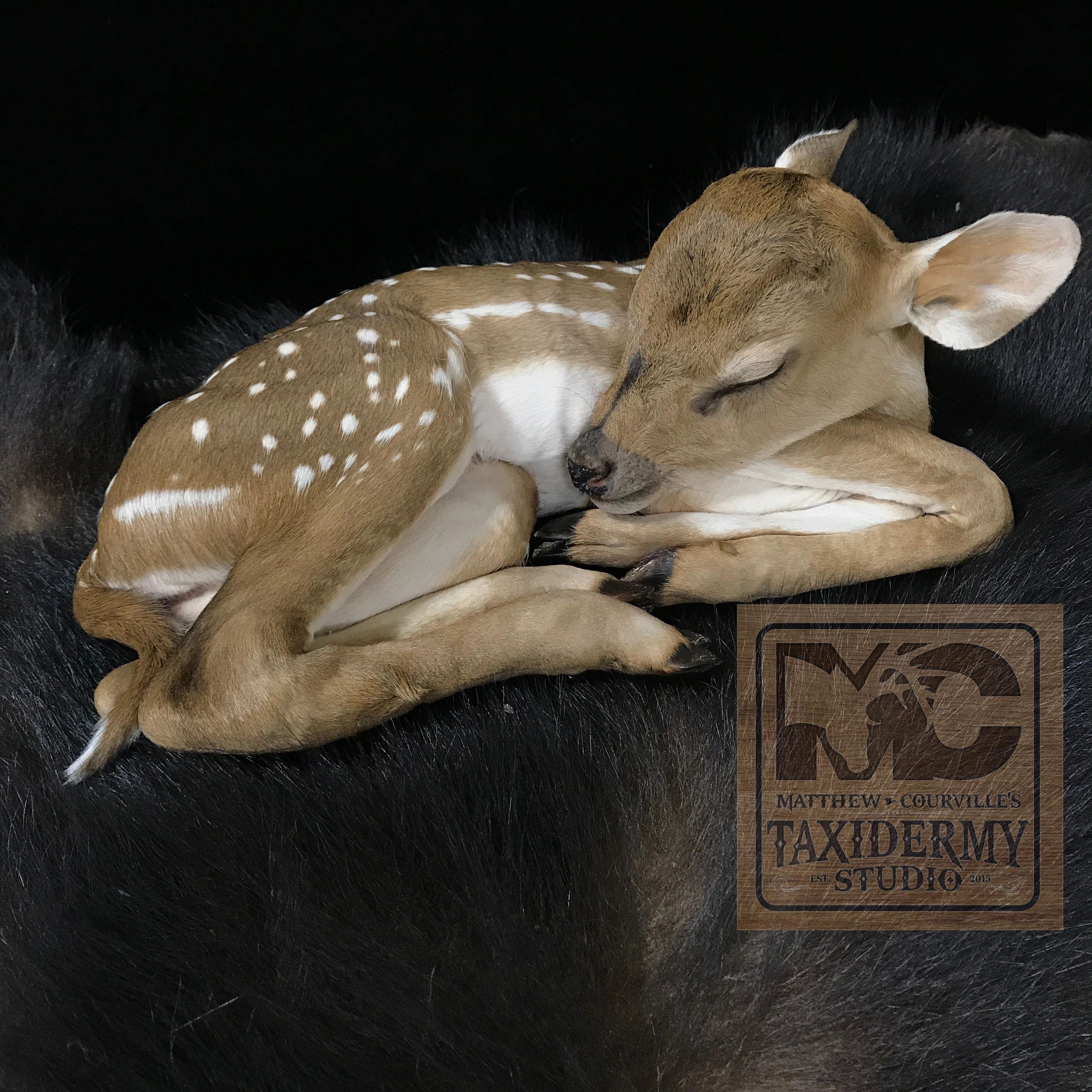 Professional deer shoulder mount — MC Taxidermy and Deer Processing, Carencro LA