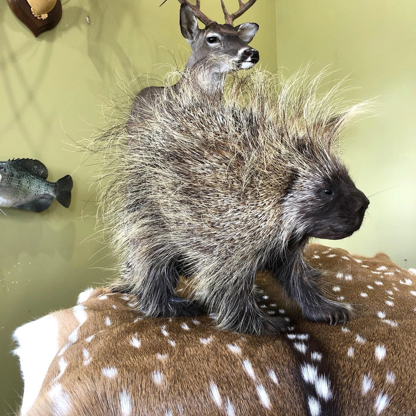 Deer mount with antlers — quality taxidermy work at MC Taxidermy, Carencro Louisiana