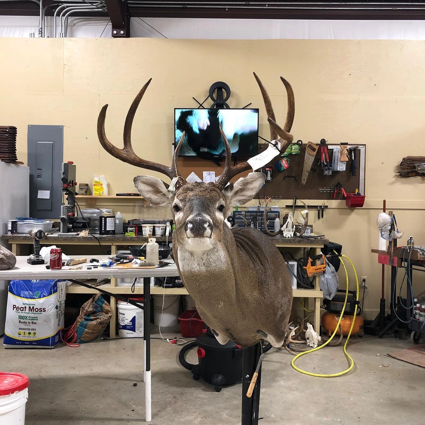 Large whitetail deer shoulder mount — award-winning taxidermy by MC Taxidermy, Acadiana