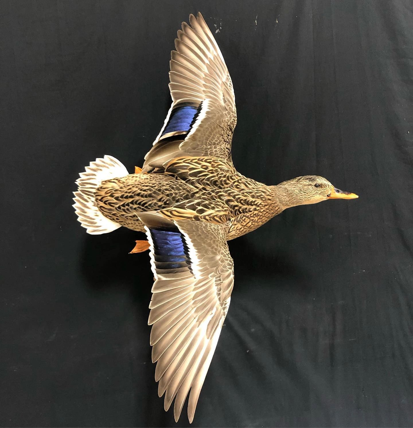 Finished taxidermy mount — MC Taxidermy and Deer Processing near Lafayette, Louisiana